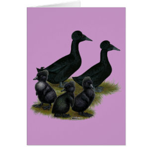 Zwarte Kuif-eend Familie
