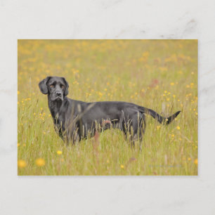 Zwarte labrador 16 maanden 2 briefkaart