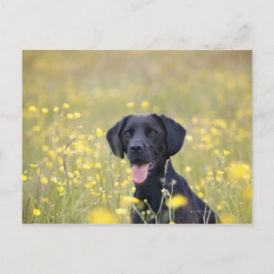 Zwarte labrador 16 maanden briefkaart