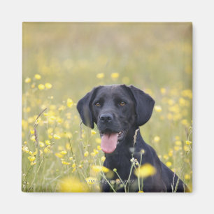 Zwarte labrador 16 maanden magneet