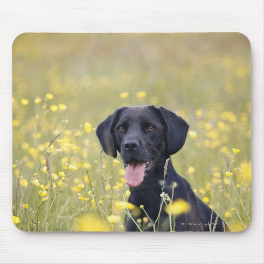 Zwarte labrador 16 maanden muismat (Voorkant)