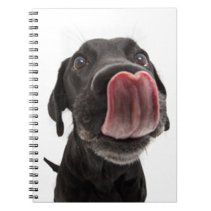 Zwarte labrador die zijn neus slaat notitieboek