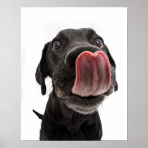 Zwarte labrador die zijn neus slaat poster