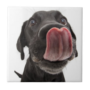 Zwarte labrador die zijn neus slaat tegeltje