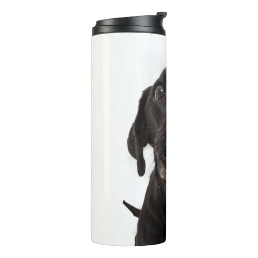 Zwarte labrador die zijn neus slaat thermosbeker (Gedraaid links)