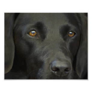 Zwarte Labrador Foto Afdruk