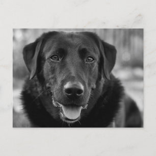 Zwarte Labrador Foto Huisdier Hond Briefkaart