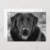 Zwarte Labrador Foto Huisdier Hond Briefkaart (Voorkant / Achterkant)