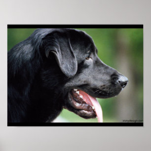 Zwarte Labrador Hond Poster