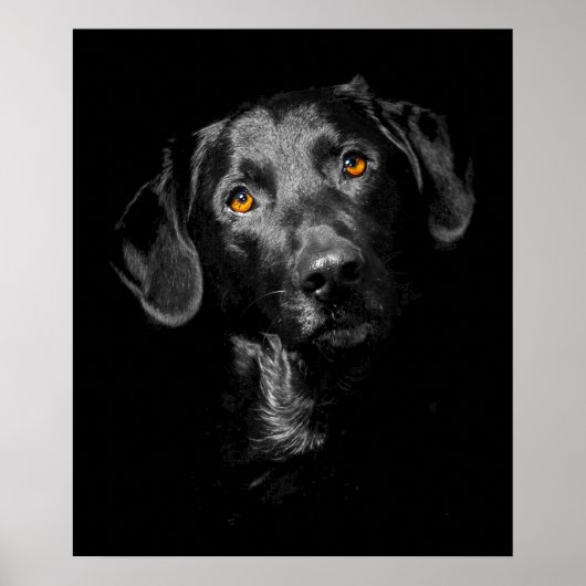 Zwarte Labrador Hond Poster Canvas Inspiratie (Voorkant)