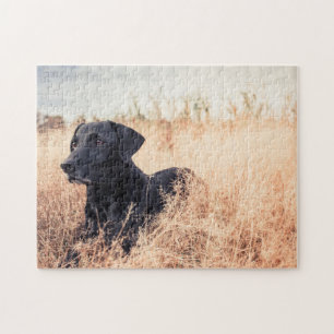 Zwarte labrador in droog gras legpuzzel