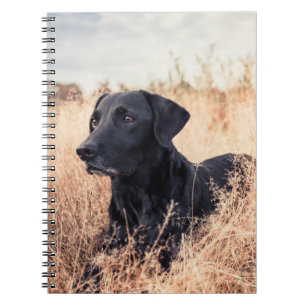 Zwarte labrador in droog gras notitieboek