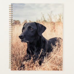 Zwarte labrador in droog gras planner