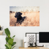 Zwarte labrador in droog gras poster (Thuiskantoor)