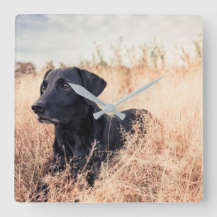 Zwarte labrador in droog gras vierkante klok
