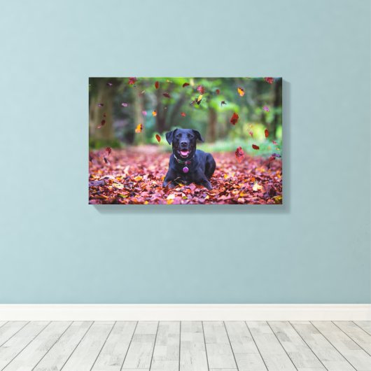 Zwarte labrador in valleien canvas afdruk (Insitu (Houten vloer))