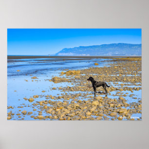 Zwarte labrador op de strand poster