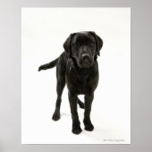 Zwarte labrador poster (Voorkant)