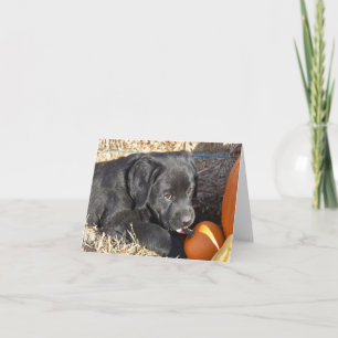 Zwarte labrador puppy met pompoenen notitiekaartje