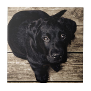 Zwarte Labrador Retriever Puppy op Hout Tegeltje