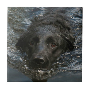 zwarte labrador Retriever Tegeltje