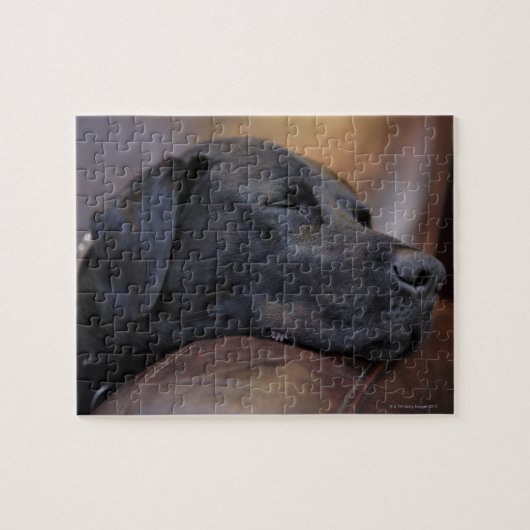 Zwarte labrador slaapt op sofa, close-up legpuzzel (Horizontaal)