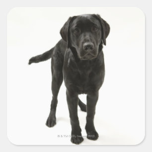Zwarte labrador vierkante sticker
