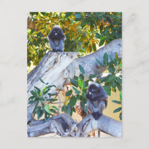 Zwarte Langur-apen Eten, Briefkaart