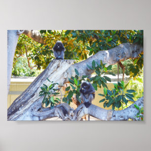 Zwarte Langur-apen Eten, Poster