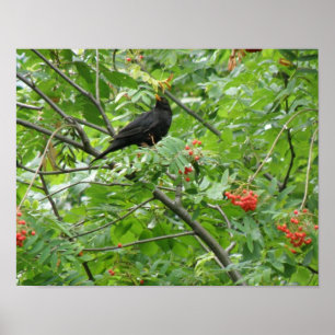 Zwarte lijster en Bessenprint Poster