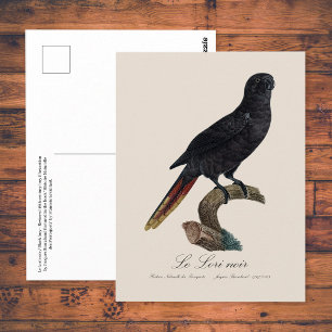 Zwarte lori of Zwarte papegaai, Chalcopsitta atra Briefkaart