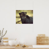 Zwarte luipaard in het wild poster (Keuken)