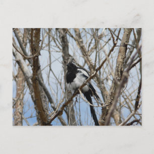Zwarte Maart, Colorado Briefkaart