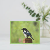 Zwarte magaart briefkaart (Staand voorkant)
