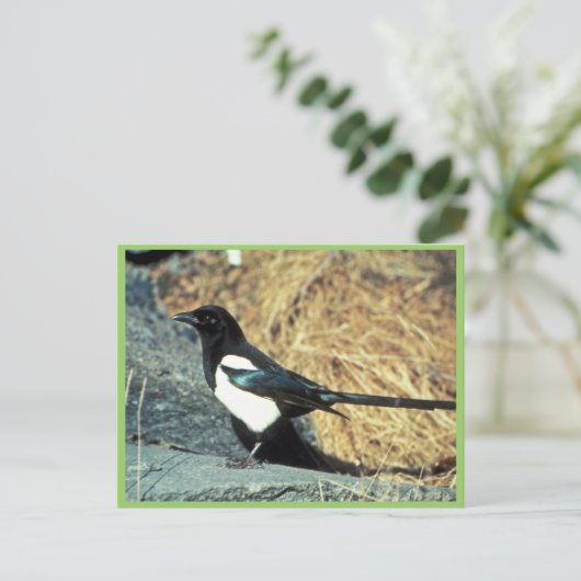 Zwarte magpie staat op rots briefkaart (Staand voorkant)