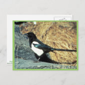 Zwarte magpie staat op rots briefkaart (Voorkant / Achterkant)