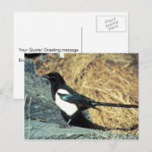 Zwarte magpie staat op rots briefkaart (Voorkant / Achterkant)