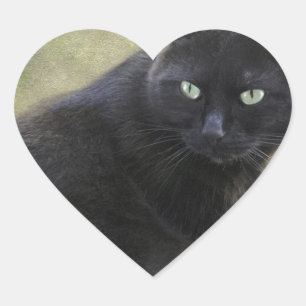 Zwarte mannelijke kat met groene ogen hart sticker