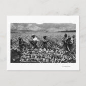 Zwarte Mannen die ananas plukken bij de oogst - Briefkaart (Voorkant)