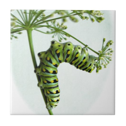 Zwarte moerasstaart met staartpeterselie tegeltje (Voorkant)