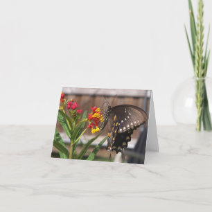 Zwarte moerasvlinder kaart