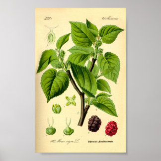 Zwarte moerbes (Morus nigra) Poster