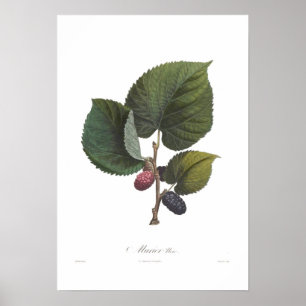 Zwarte moerbes poster