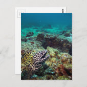 Zwarte morayaal briefkaart (Voorkant / Achterkant)