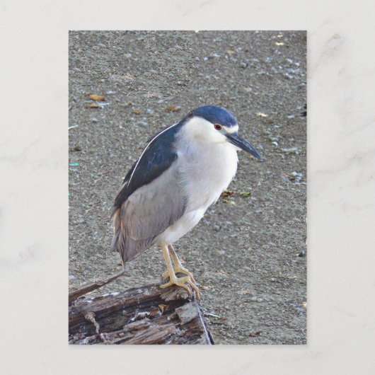 Zwarte nachtheron briefkaart (Voorkant)