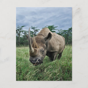 Zwarte Neushoorn, Diceros bicornis, Kenia Briefkaart