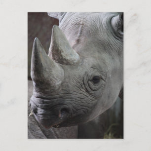 Zwarte Neushoorn Foto Briefkaart