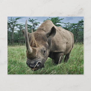 Zwarte Neushoorn Kenia Briefkaart