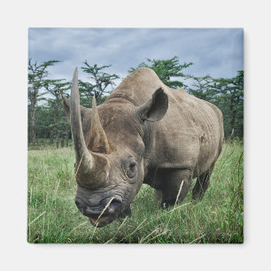 Zwarte Neushoorn Kenia Magneet