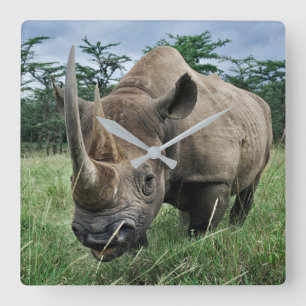 Zwarte Neushoorn   Kenia Vierkante Klok